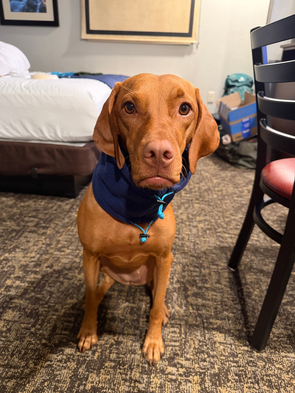 Blue Fleece Neck/Ear Warmer