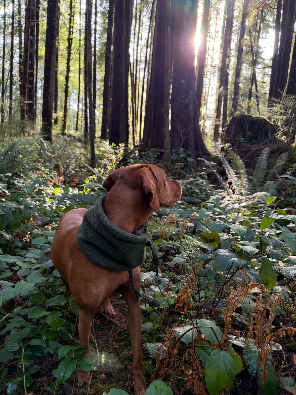 Fleece Neck Gaiter and Ear warmer.