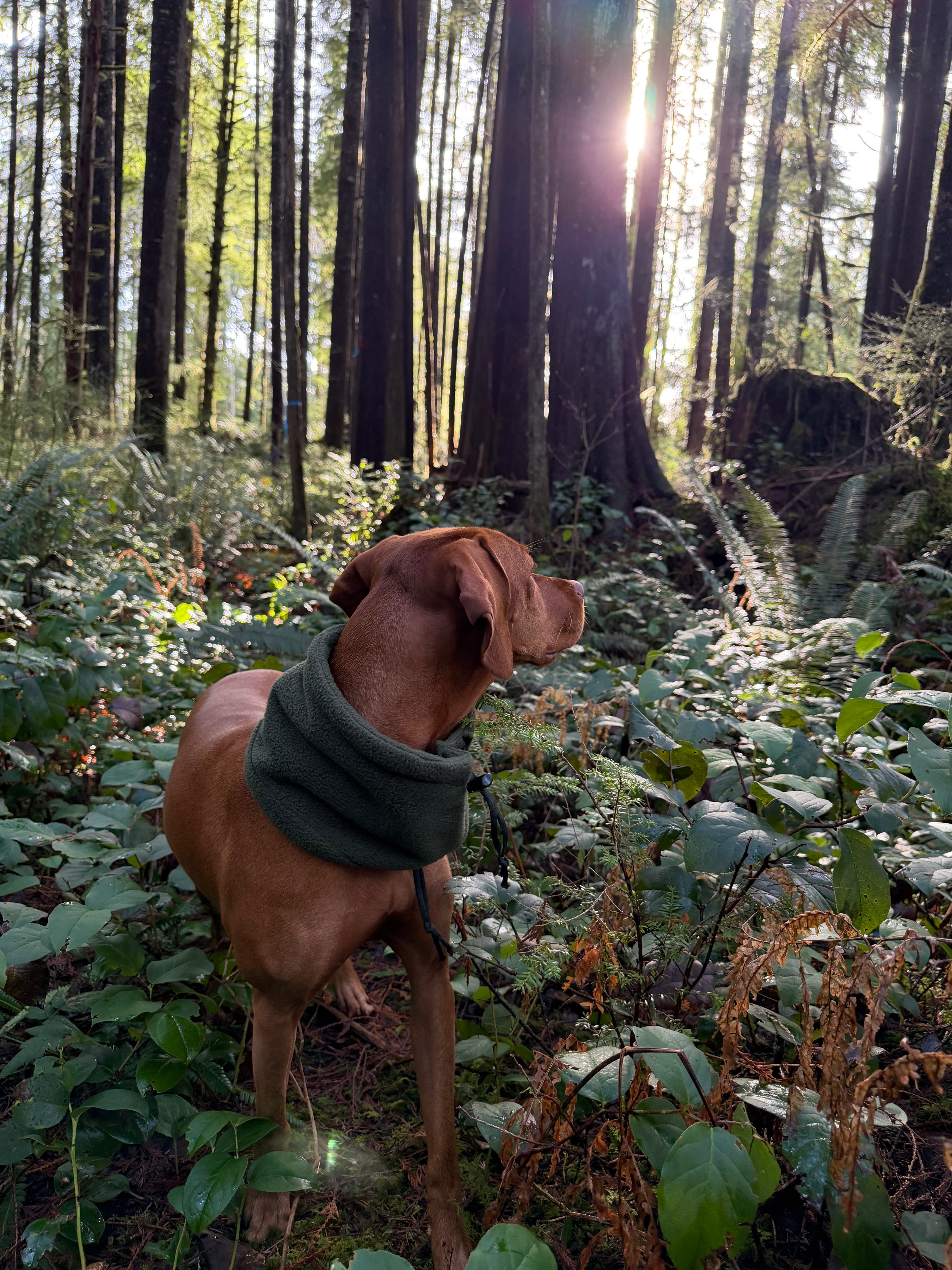 Fleece Neck Gaiter and Ear warmer.